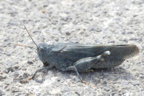 Oedipoda coerulea